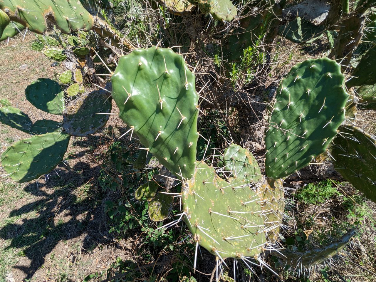 Choose the Nopal