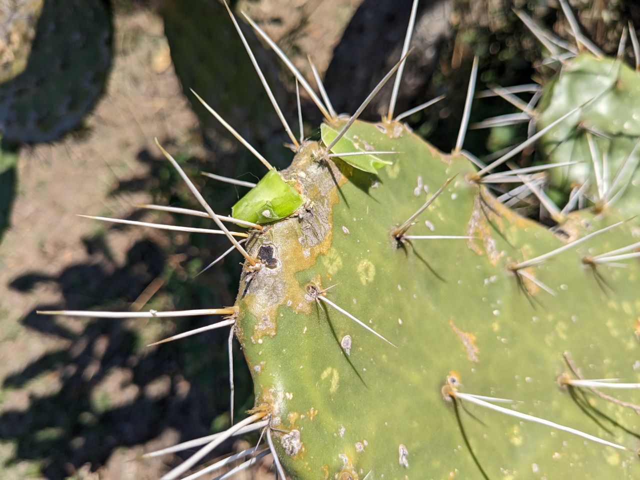 Be sure to clean the stumps and cut flush to avoid rot.