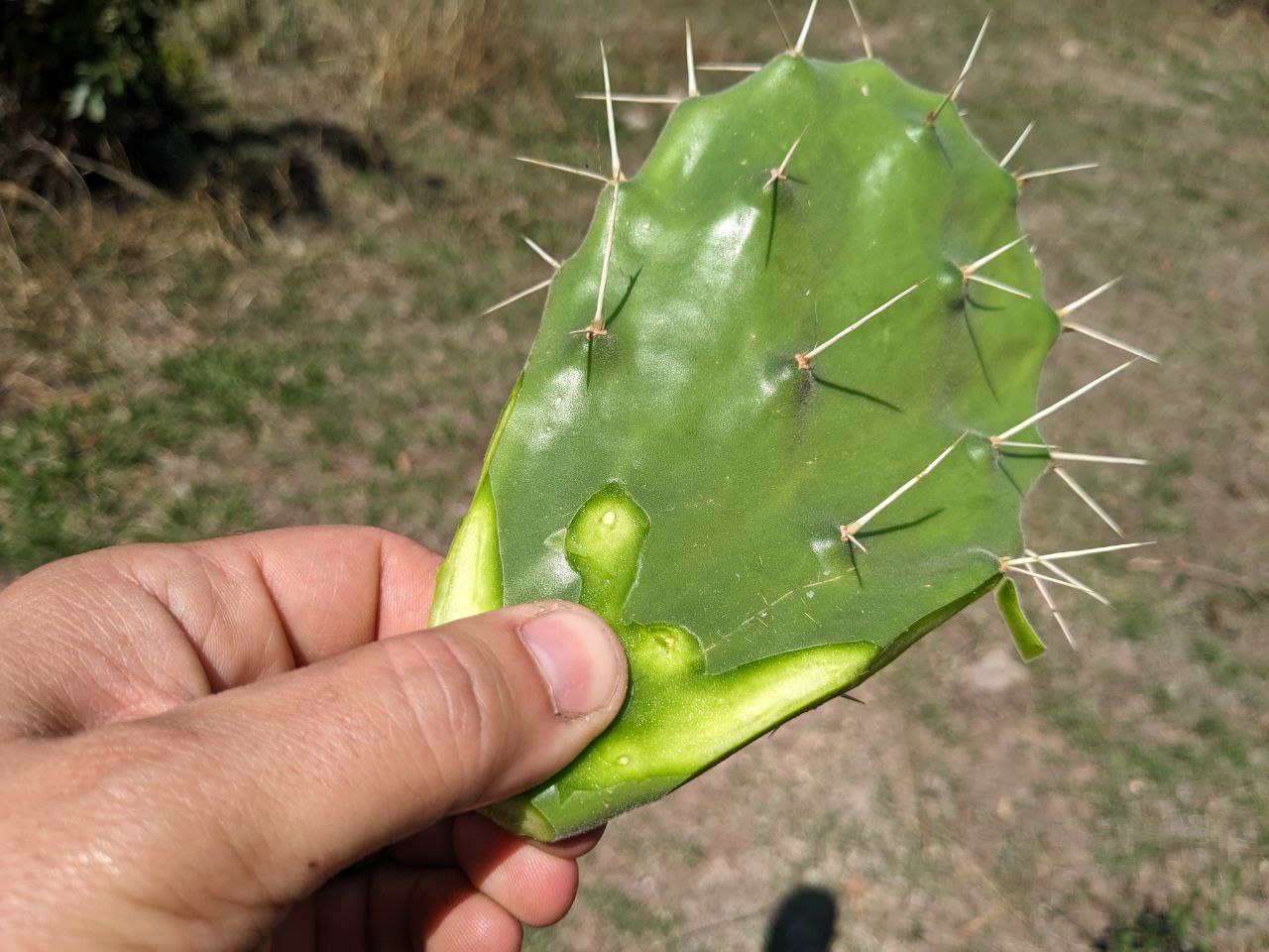 Once the bottom part is clean, hold it like this to perform the shaving motion to clean the thorns.